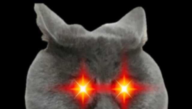 Locked in Meow