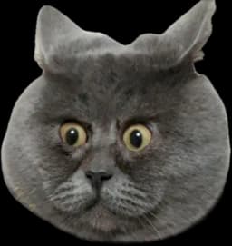 Meow Head